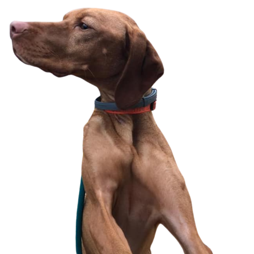 The Comfy Canine Dog Walkers & Pet Transport in Springfield, NJ